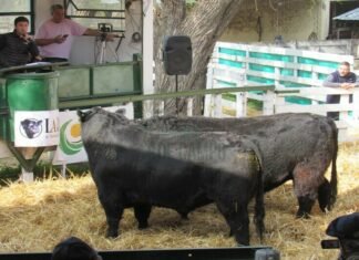 En Tandil, se agrandaron con las manos