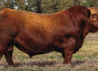 La Torcacita realiza su 19º remate anual desde Tres Arroyos
