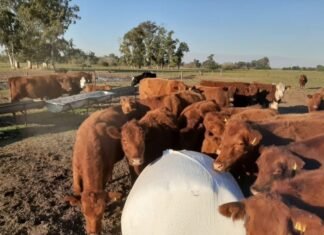 Nutriliq y Nutripack, aportes para la dieta del rodeo en la Nacional Angus