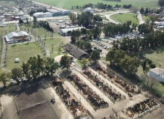 En Tres Arroyos volaron los toros