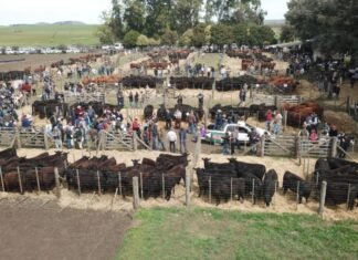Los Cerritos, con fundamentos propios para el exito