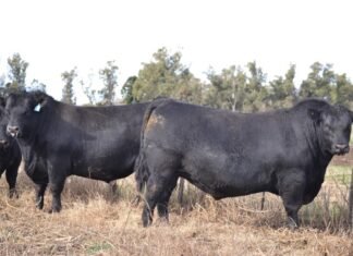 Los Angus de Rivolta, para los criadores que quieran dar El Paso