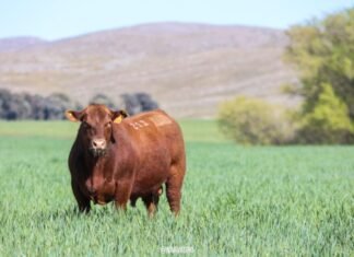 Un remate para ponerse colorado