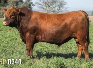 Casamú manda a la pista los toros para vaquillonas