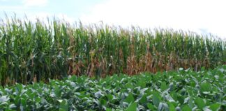 La Soja y el Maíz con algo de alivio por las lluvias