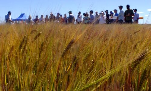 Jornada-de-Cebada-Orense-2022-01-1024x768