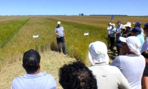 Jornada-de-Cebada-Orense-2022-15-1024x768