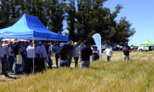 Jornada-de-Cebada-Orense-2022-35-1024x768