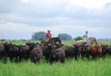 Carne a pasto, naturalmente nutritiva