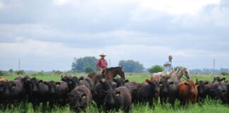 Carne a pasto, naturalmente nutritiva