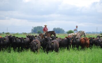 Carne a pasto, naturalmente nutritiva