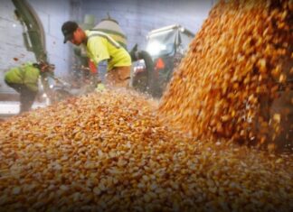 Las DJVE de maíz y nuevo récord histórico en marzo