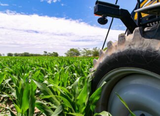 En tiempos de sequía, la fertilización mejora la eficiencia del uso de agua y los rindes