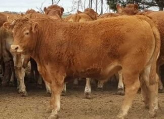 El biotipo animal ¿permite mejorar el margen de la carne?