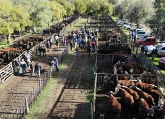 El Otoño se hizo feria en Tres Arroyos