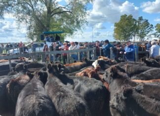 En Coronel Dorrego explotó la feria