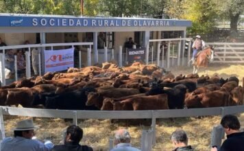 Mondino metió segunda en Olavarría