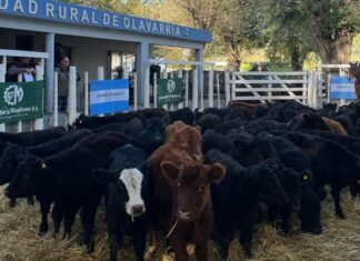 Los verdes celebraron el tercer aniversario en Olavarria