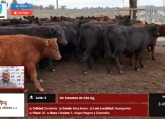 Martin y Alonso, con las armas del streaming