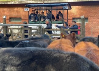 «Los verdes» a puro martillazo en Ayacucho