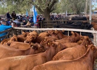 Delfinagro, consistencia genética para poblar campos