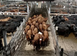 La alta faena de vacas prende algunas luces de alarma