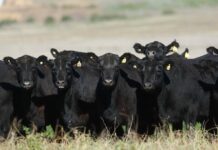 El IPCVA desembarca en Tres Arroyos