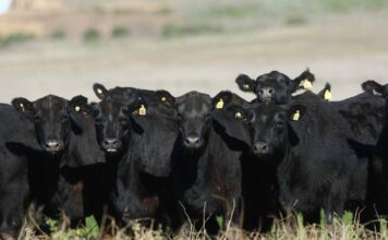 Disminuye la faena y se encarece la reposición de vientres