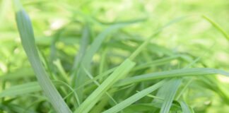 Una herramienta clave para adelantarse al raigrás