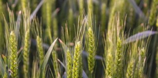 La evolución mundial del mercado trigo y los desafíos locales