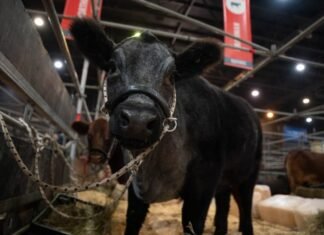Shorthorn tiene un Plus en Palermo