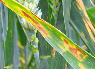 Trigo: Alertan por la aparición de enfermedades fúngicas