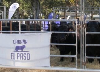 Se viene El Paso por la pista de los toros de Rivolta
