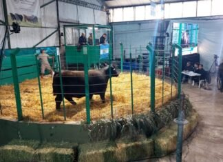 Delfinagro: Consistencia, volúmen y valores
