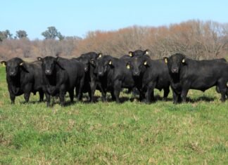 Los Cerritos a pleno en Primavera