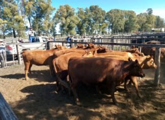 «La Agrícola» le puso el físico a la feria