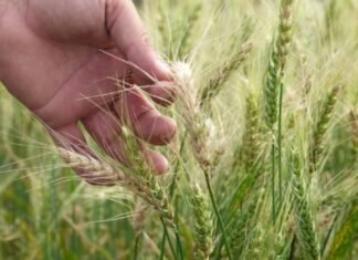Tras las heladas, bajan la estimación de cosecha de trigo y cebada