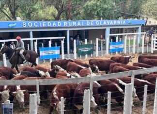 «Los verdes» y otro mas en Olavarría