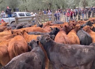 Bardín y Cía. puso primera en La Madrid