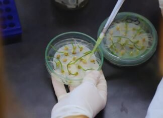 Buscan aumentar el tamaño del grano de trigo
