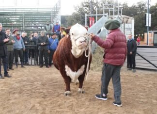 Místico, el primero en pisar Palermo