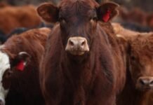 China: dos estrategias, un resultado incierto
