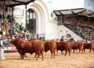 Limangus tiene su agenda en la Expo Rural 24