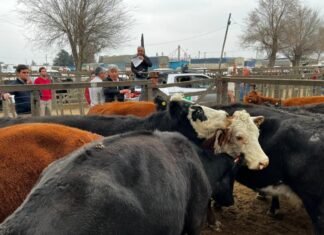 En Tres Arroyos la vaca sigue pisando fuerte