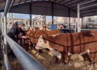 Llegaron los animales de la Exposición del Centenario Hereford