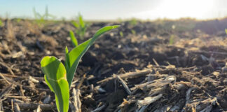 El maíz tardío recupera superficie