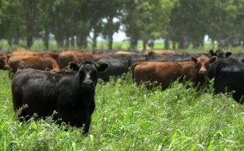 El stock volvería a expandirse en la segunda mitad del año