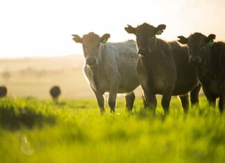 Optimismo de cara a la próxima edición del Congreso Ganadero
