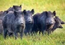 El jabalí pone en alerta al campo bonaerense