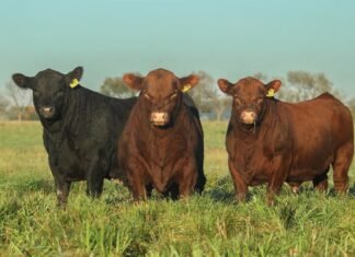 Casamú le da pista a los toros para vaquillonas